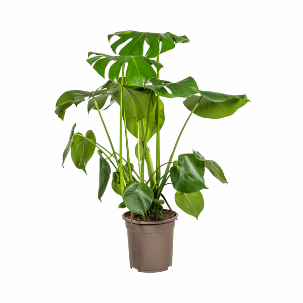 Image of Monstera Deliciosa Tauerii – Fensterblatt – Ø21cm – ↕70-90cm – Beliebte Zimmerpflanze mit dekorativen Blättern – Pflegeleicht & luftreinigend-0