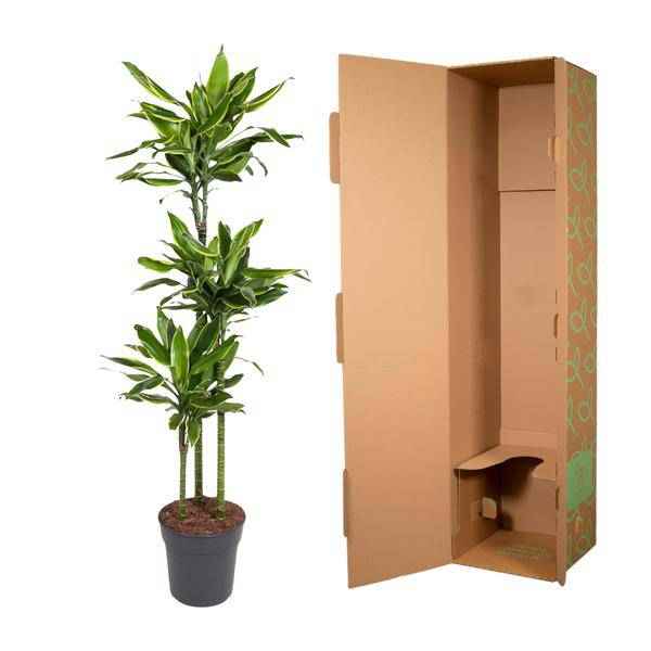 Image of Drachenbaum Zimmerpflanze Ø24cm ↕160cm – pflegeleichte Grünpflanze für Wohnzimmer, Büro & helle Standorte kaufen-2