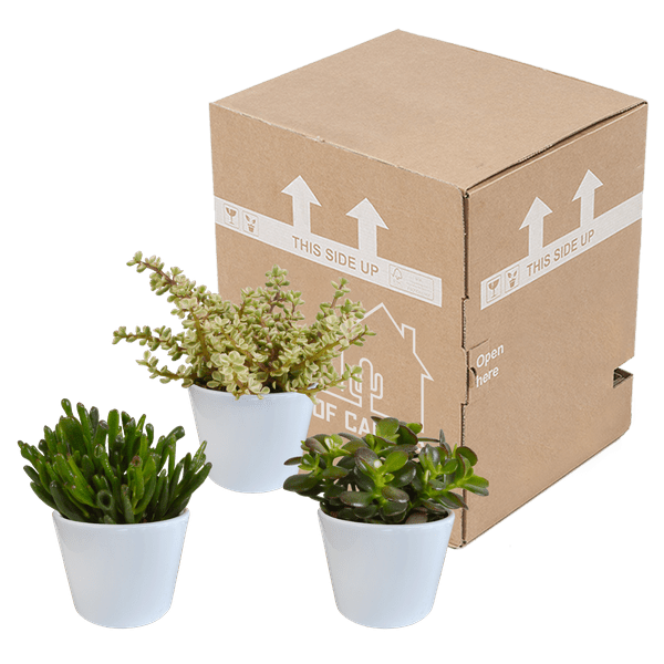 Image of Sukkulenten Mix 3 Pflanzen Ø10,5cm – pflegeleichtes Pflanzen Set für Urban Jungle, Fensterbank, Wohnzimmer & Büro-2