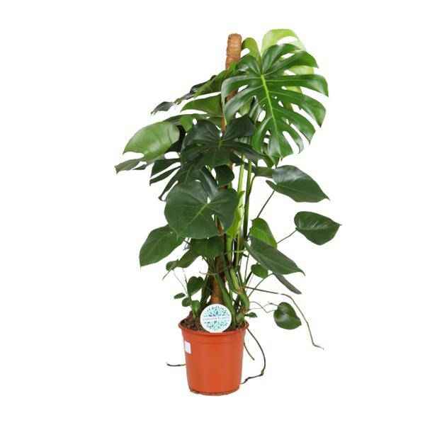 Image of Köstliches Fensterblatt Monstera Deliciosa Zimmerpflanze Ø24cm ↕105cm – pflegeleichte Grünpflanze für Wohnzimmer, Büro & helle Standorte kaufen