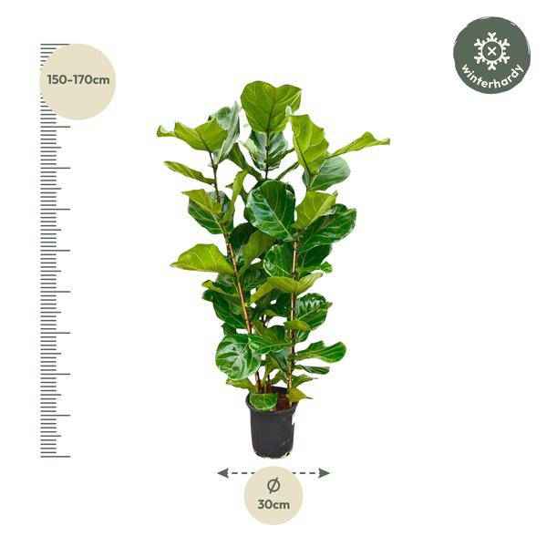 Image of Feigenbaum – Ficus Lyrata Strauch – ca. 140cm hoch – Ø27cm – Geigenfeige als Zimmerpflanze – XXL Grünpflanze mit großen Blättern – für Zimmer & Büro