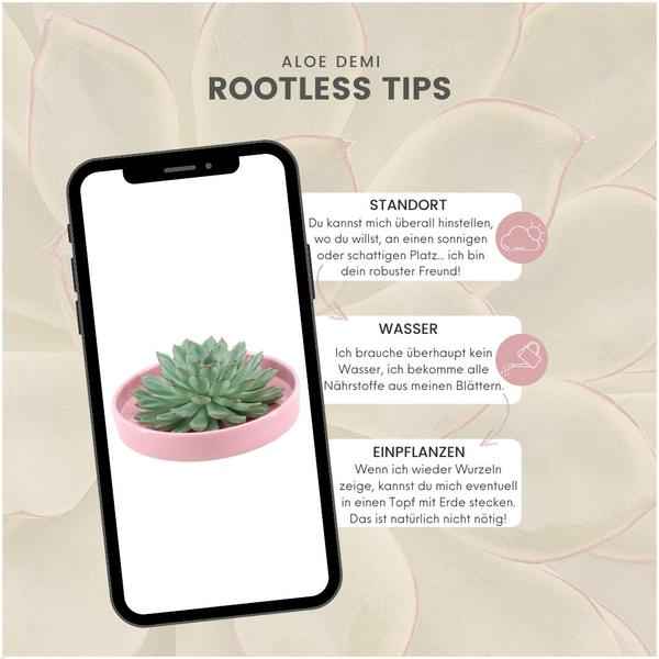 Image of Sukkulente – Echeveria pulidonis ROOTLESS – Ø20cm Schale Rosa – Zimmerpflanze ohne Wurzeln – Pflegeleichte Schnitt-4