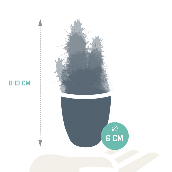 Image of Sukkulenten & Kakteen Mix – 15 Pflanzen Ø5,5cm Zimmerpflanzen im weißen Glas – Verschiedene Mini – Sukkulenten & Kakteen-1