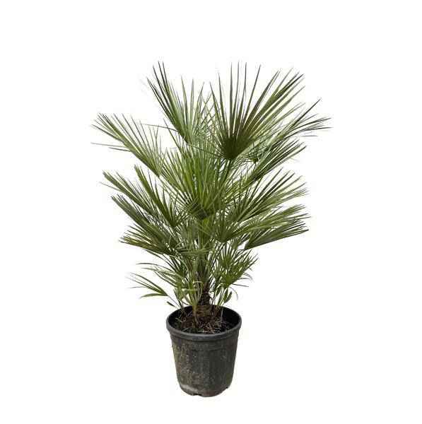 Image of Grüne Zwergpalme – Chamaerops Humilis 150cm – Ø30cm – Europäische frostbeständige Palme – Mediterrane Zimmer – & Gartenpflanze für Innen-0