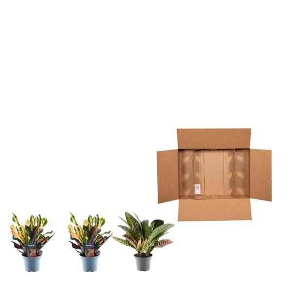 Image of Croton Codiaeum Mix – 3 Pflanzen im Set – Wunderstrauch – Bunte Zimmerpflanzen – Exotische Blattschmuckpflanzen – Ø12cm – ↕30cm