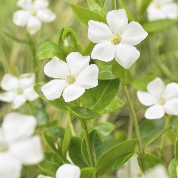 Image of Immergrün – Vinca minor 'Alba' – ↕10-25cm – Ø9cm – 6 Pflanzen – Bodendecker mit weißen Blüten – Pflegeleicht & sonnig/schattig-0