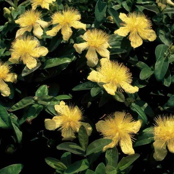 Image of Großkelchiges Johanniskraut Hypericum calycinum – Bodendecker – Ø9cm – ↕10-25cm – 60 Pflanzen – gelbe Blüten – pflegeleicht & sonnig-0