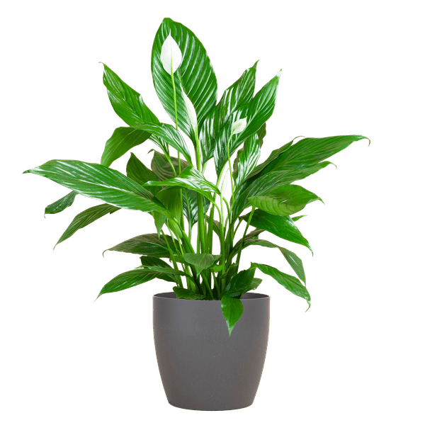 Image of Spathiphyllum Sweet Lauretta – Scheidenblatt – Zimmerpflanze inkl. Übertopf – ↕80cm – Ø21cm – Friedenslilie mit eleganten weißen Blüten-0