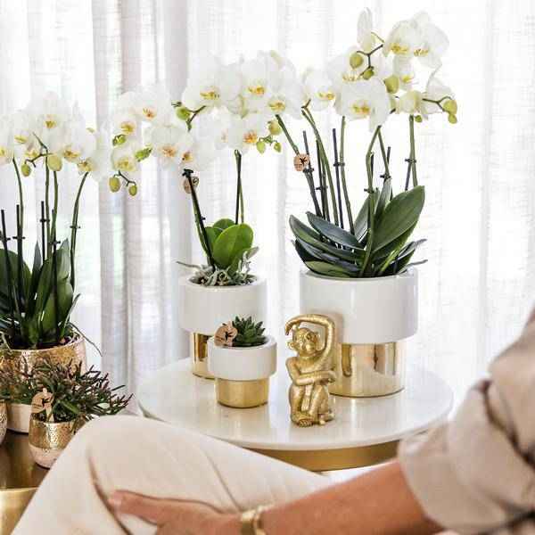 Image of Übertopf Lush – Ø6cm – Keramiktopf in Weiß – Gold – Glänzender Blumentopf für kleine Pflanzen & Sukkulenten-1