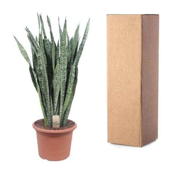 Image of Ceylon – Bogenhanf – Sansevieria Zeylenica – Zimmerpflanze 110cm – Ø35cm – Pflegeleichte Grünpflanze für Wohnzimmer, Büro & Schlafzimmer