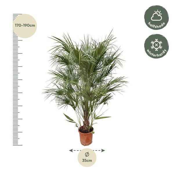 Image of Grüne Zwergpalme – Chamaerops Humilis 170cm – Ø30cm – Mediterrane Kübelpflanze mit fächerförmigen Blättern – Pflegeleicht