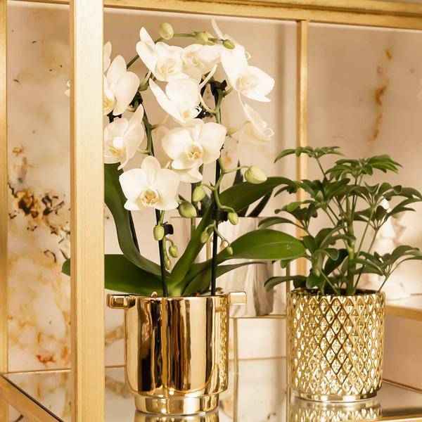 Image of Weiße Phalaenopsis-Orchidee Niagara Fall – Ø9cm – Blühende Zimmerpflanze – Luxuriöse, langlebige weiße Blüten – 35-40cm hoch-1