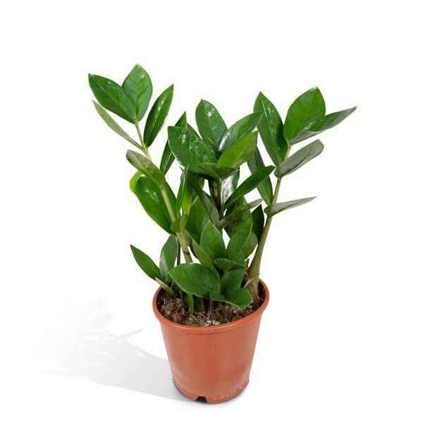 Image of Glücksfeder Zamioculcas – Pflegeleichte Zimmerpflanze – Höhe ca. 35cm – Ø12cm – Immergrün & robust – Für Büro & Wohnung