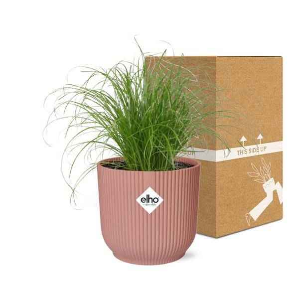 Image of Wechselblättriges Zyperngras Cyperus Alternifolius Zumula Zimmerpflanze Ø14cm – pflegeleichte Grünpflanze für Wohnzimmer, Büro & helle Standorte