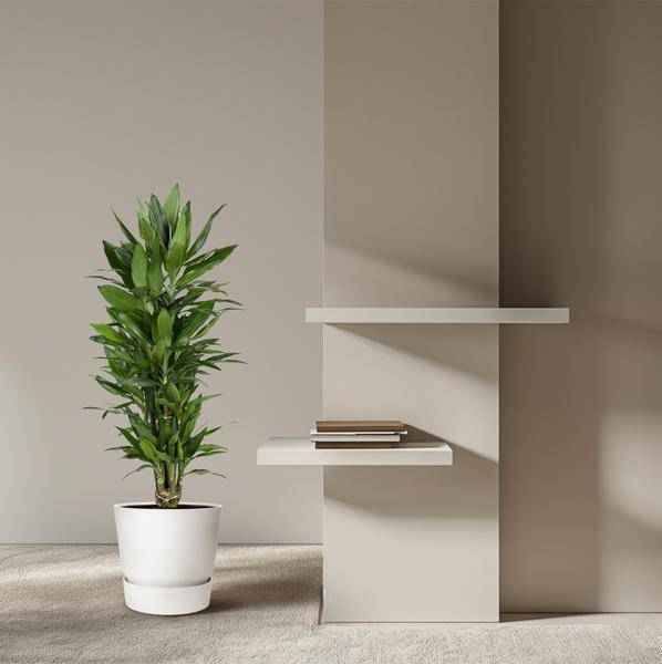 Image of Drachenbaum – Dracaena Janet Lind 110cm – Ø27cm – Elegante Zimmerpflanze mit glänzend dunkelgrünen Blättern-3
