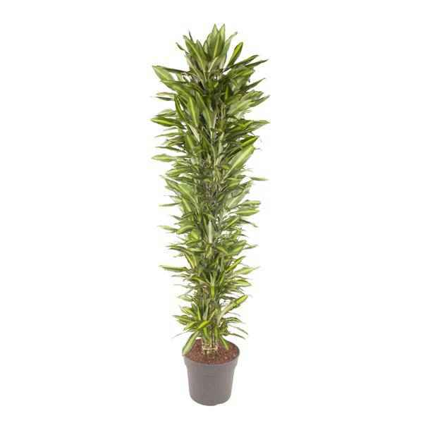 Image of Drachenbaum Zimmerpflanze Ø40cm ↕210cm – pflegeleichte Grünpflanze für Wohnzimmer, Büro & helle Standorte kaufen