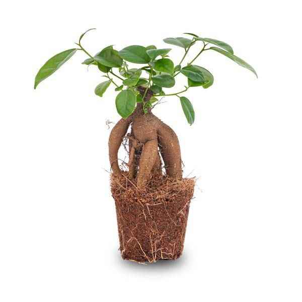 Image of Chinesische Feige – Ficus microcarpa Ginseng – Ø9cm – Bonsai – Zimmerpflanze – Dekorativer Kleinbaum für Zuhause & Büro-0