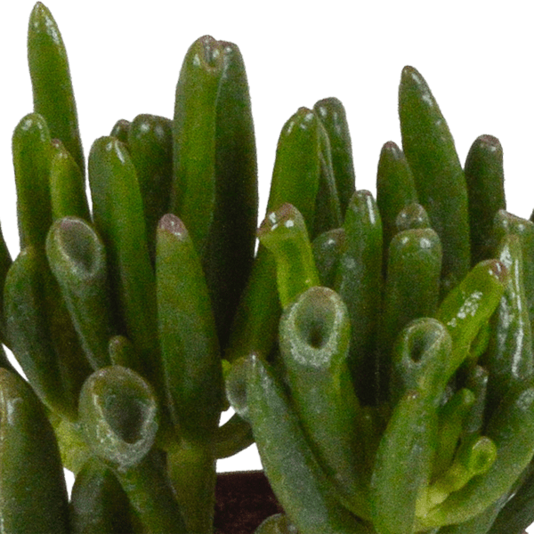 Image of Dickblatt Crassula Mix – 3 Zimmerpflanzen – Ø8,5cm – Sukkulenten Mischung in verschiedenen Formen & Farben – pflegeleicht & dekorativ-1