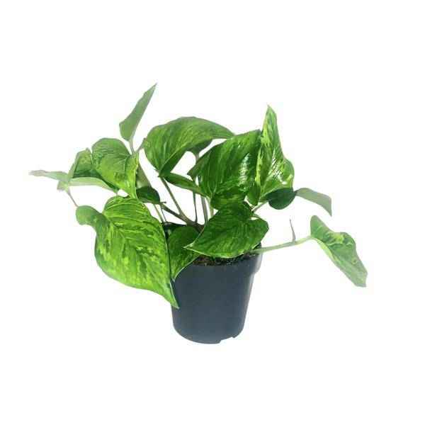 Image of Efeutute Scindapsus Pictus Trebie – Zimmerpflanze im Ø12 cm Topf – ca. 20 cm hoch – Herzförmige Blätter mit silbernen Mustern – Pflegeleicht & luftreinigend-0