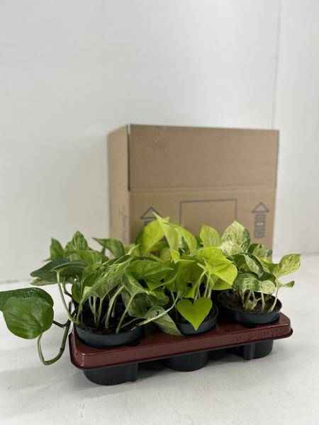 Image of Efeutute – Epipremnum Mix – 6 Pflanzen – Ø12cm – Höhe ca. 15cm – Pflegeleichte Zimmerpflanzen – Rank