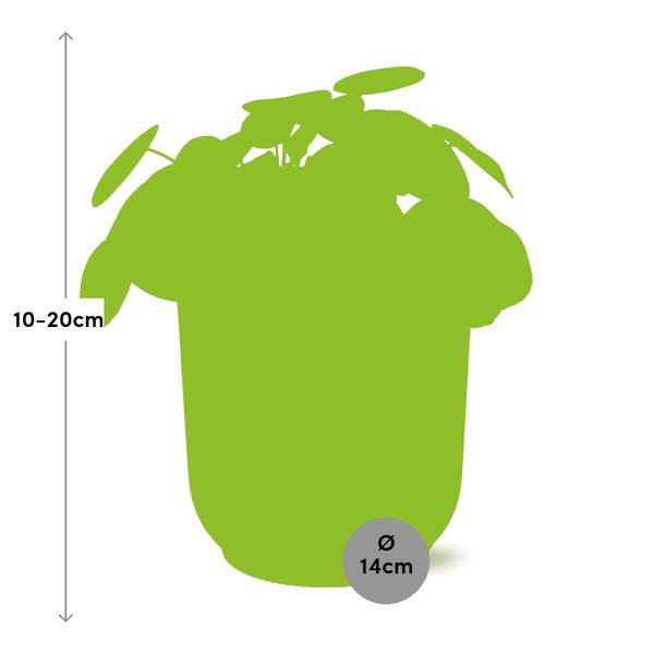 Image of Chinesischer Geldbaum Pilea Peperomioides Zimmerpflanze Ø14cm – pflegeleichte Grünpflanze für Wohnzimmer, Büro & helle Standorte kaufen-1