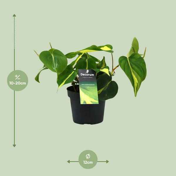 Image of Baumfreund – Philodendron Brasil Scandens – Zimmerpflanze – Ø12cm – ca. 20cm hoch – pflegeleichte Kletterpflanze für Wohnung, Büro & Innenräume-1
