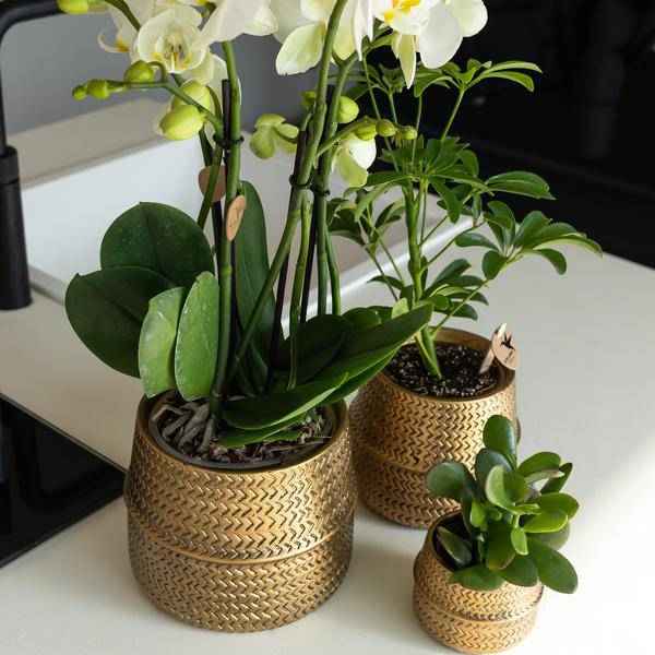 Image of Sukkulente Crassula Ovata – Ø9cm – Robuste Zimmerpflanze mit glänzenden Blättern – Pflegeleicht & dekorativ – Für Wohnzimmer, Büro & Bad