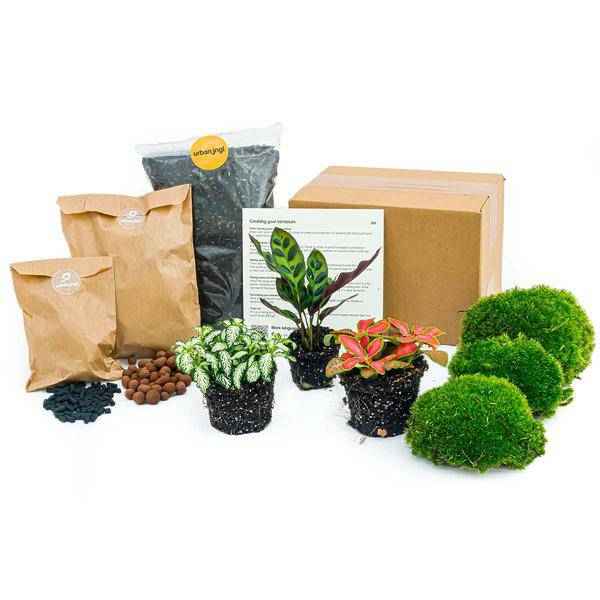 Image of Flaschengarten Set Calathea Lancifolia – pflegeleichter Flaschengarten im Glas, Pflanzen Terrarium für Wohnzimmer & Büro-0