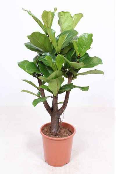 Image of Geigen – Feige Ficus Lyrata Zimmerpflanze Ø27cm ↕120cm – pflegeleichte Grünpflanze für Wohnzimmer, Büro & helle Standorte kaufen-0