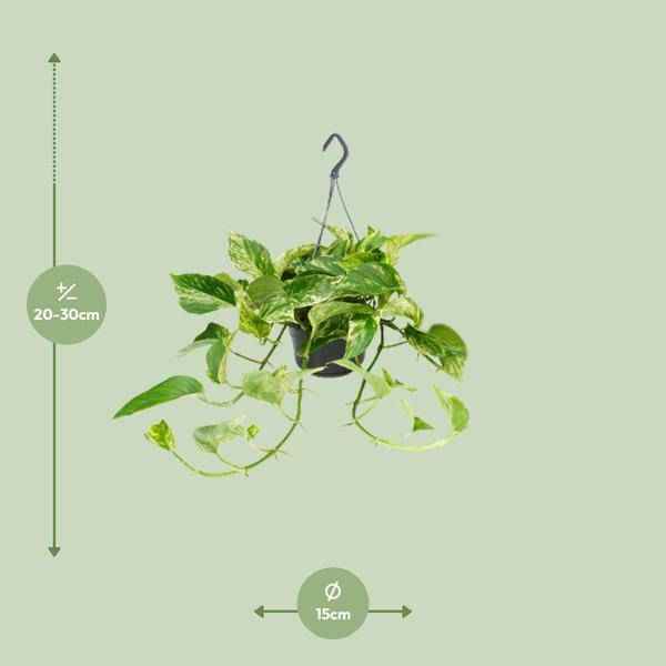 Image of Efeutute Marble Queen – Epipremnum Scindapsus – Ø15cm x H25cm – Zimmerpflanze mit weiß – grüner Blattmusterung – Pflegeleicht – Für hellen Standort