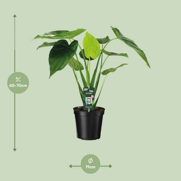 Image of Alocasia Cucullata – Elefantenohr – Ø19cm x H55cm – Tropische Zimmerpflanze mit großen grünen Blättern – Pflegeleicht & dekorativ