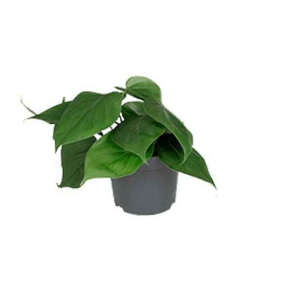 Image of Philodendron Scandens – Baumfreund – Zimmerpflanze – Ø12cm – ↕15-20cm Höhe – Pflegeleicht – Luftreinigend – Halbschatten-0