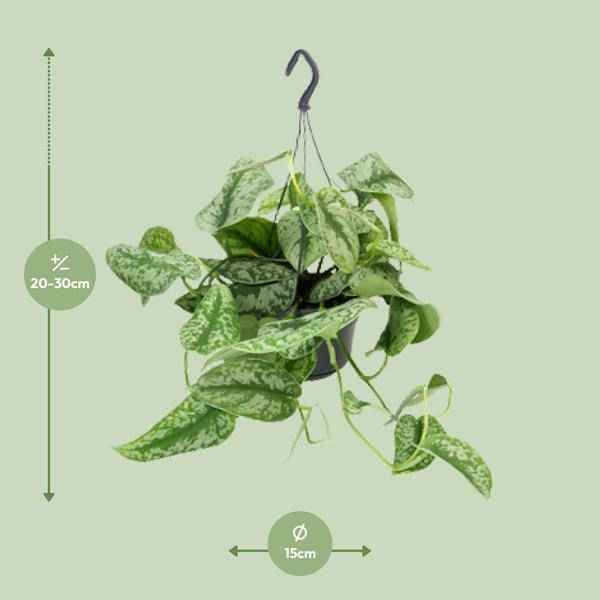 Image of Gefleckte Efeutute Scindapsus Pictus Trebie Zimmerpflanze Ø15cm ↕25cm – pflegeleichte Grünpflanze für Wohnzimmer, Büro & helle Standorte kaufen