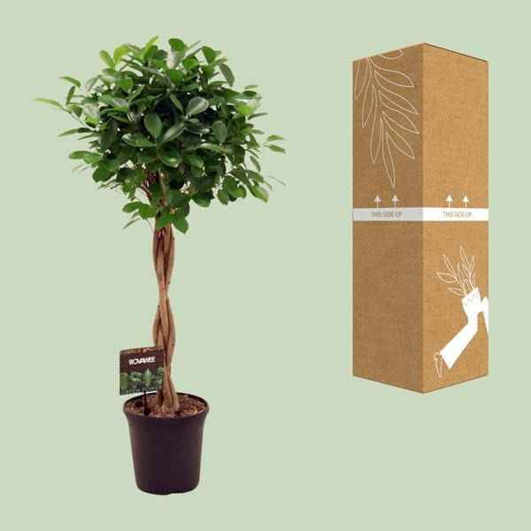 Image of Chinesische Feige – Ficus Microcarpa Moclame – Ø23cm – ↕110cm – Elegante Zimmerpflanze mit dichtem, grünem Laub – Pflegeleichter Ficus für Wohnzimmer, Büro & Wintergarten