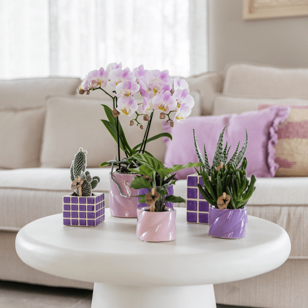 Image of Calathea – Korbmarante – Zimmerpflanze Ø6cm – Luftreinigende tropische Blattschmuckpflanze mit auffälligem Blattmuster