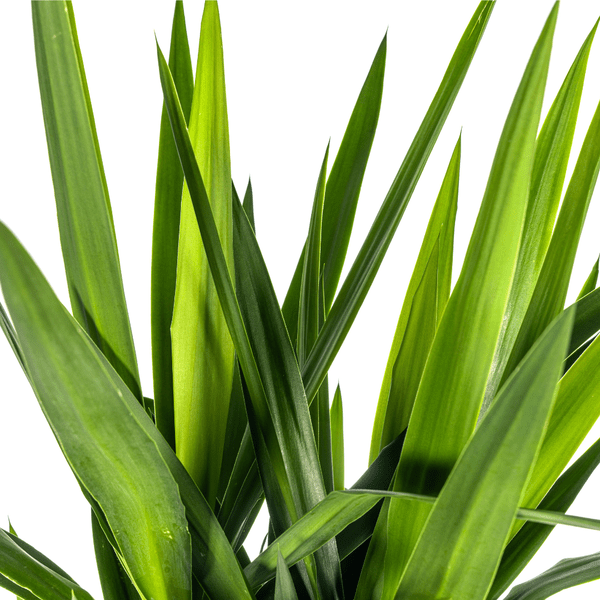 Image of Riesen – Palmlilie Yucca Elephantipes Zimmerpflanze Ø27cm ↕160cm – pflegeleichte Grünpflanze für Wohnzimmer, Büro & helle Standorte kaufen