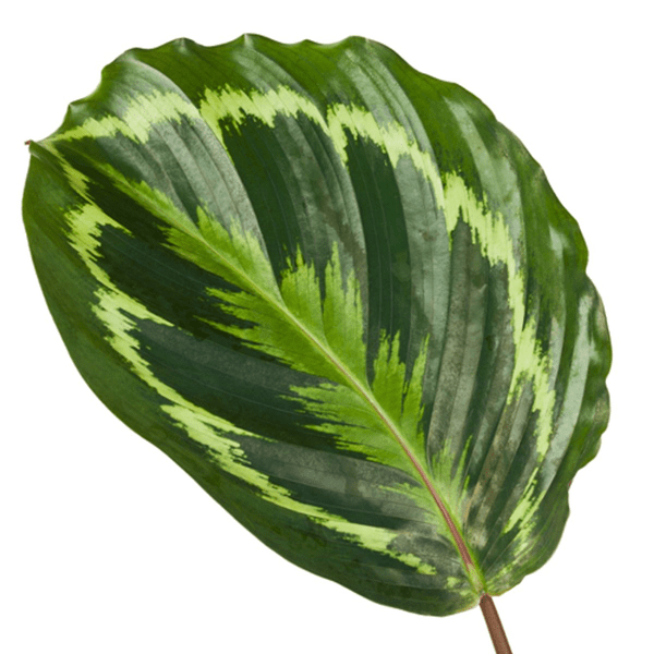 Image of Calathea Medaillon – Korbmarante – Zimmerpflanze mit dekorativen Blättern – Ø19cm – Höhe ca. 80cm – Luftreinigende tropische Pflanze