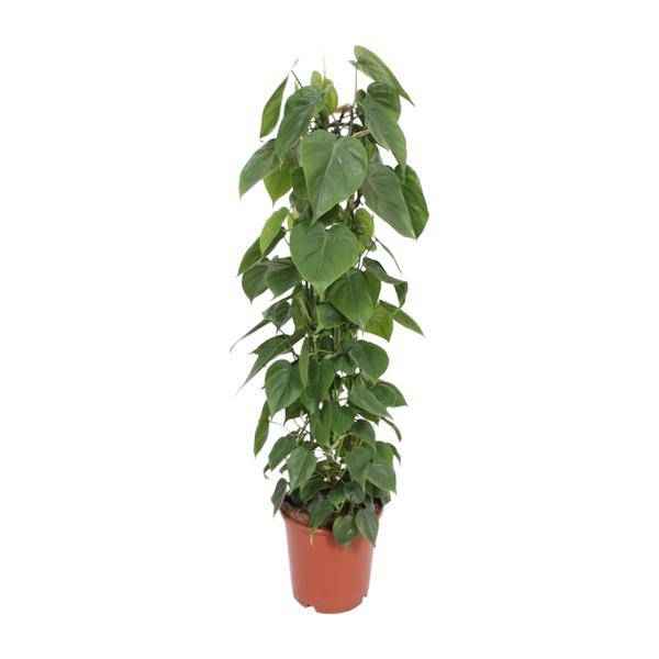Image of Baumfreund Philodendron Scandens Zimmerpflanze Ø24cm ↕120cm – pflegeleichte Grünpflanze für Wohnzimmer, Büro & helle Standorte kaufen