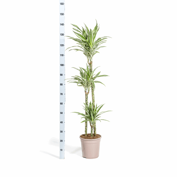 Image of Dracaena Deremensis White Stripe – Drachenbaum – Ø24cm – ↕130-150cm – Elegante Zimmerpflanze mit weißen Blattstreifen – Pflegeleicht & luftreinigend-4