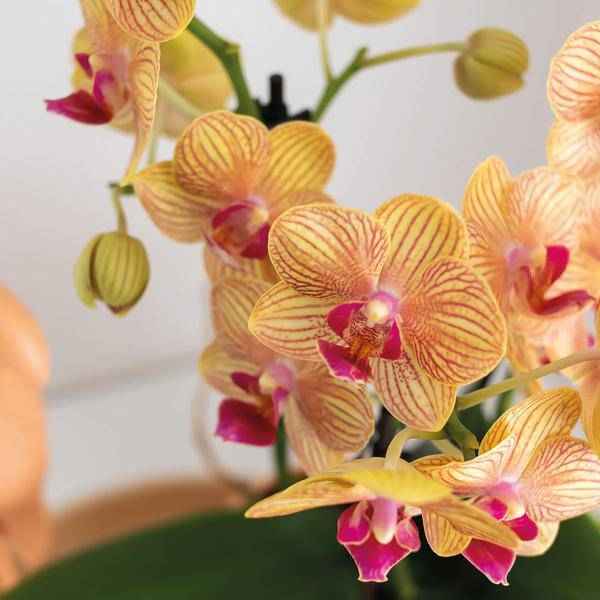 Image of Phalaenopsis Orchidee Orange mit Grünpflanze im Candy Ziertopf auf weißem Bio – Tablett – Zimmerpflanzen Set – Geschenkidee – Dekoration-4