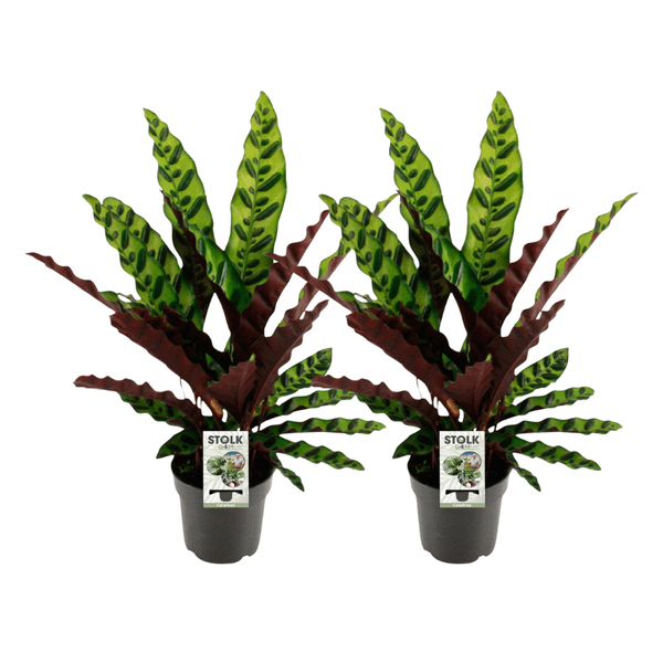 Image of Calathea Lancifolia Insignis – Lanzenblättrige Korbmarante – 2 Zimmerpflanzen Ø14cm – ca. 45cm hoch – 2er Set – Für Wohnzimmer, Schlafzimmer & Büro-0