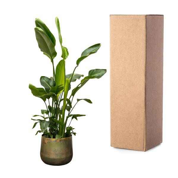 Image of Strelitzia Nicolai – Baumstrelitzie – Zimmerpflanze 250cm – Ø40cm – Weißer Paradiesvogel mit großen grünen Blättern-3