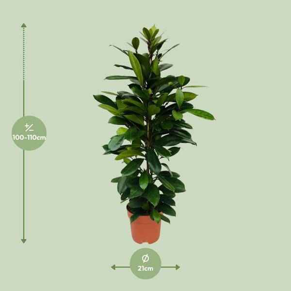 Image of Afrikanischer Feigenbaum Ficus Cyathistipula Zimmerpflanze Ø21cm ↕105cm – pflegeleichte Grünpflanze für Wohnzimmer, Büro & helle Standorte kaufen