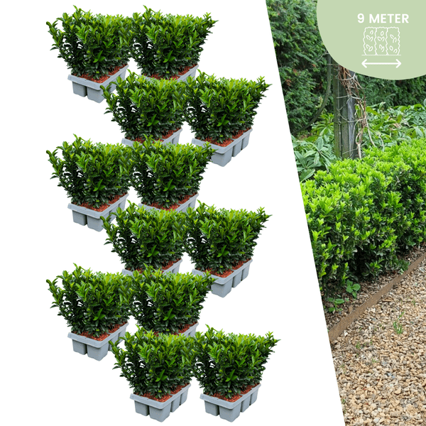 Image of Euonymus 'Green Spire' – Japanischer Spindelstrauch – Immergrün – Ø7cm – ↕15cm – 72 Pflanzen – Buchsbaum – Ersatz für dichte Hecken bis 9m