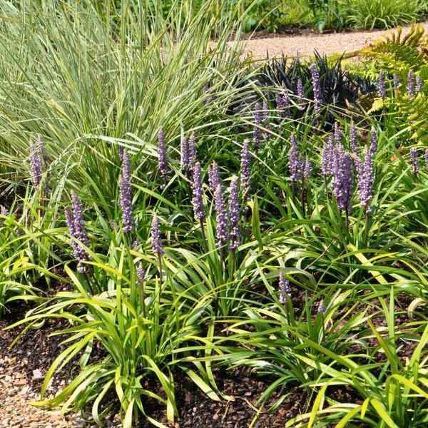 Image of Liriope muscari 'Ingwersen' – Glöckchentraube – Immergrüne Staude – Ø14cm – ↕25-30cm – 3 Pflanzen – Bodendecker für Schatten & Halbschatten