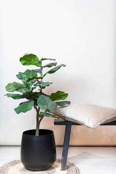 Image of Kunstpflanze Ficus Lyrata – Geigen – Feige – 90cm – künstliche Pflanze mit realistischen Blättern – Deko-Pflanze für Zimmer & Büro – pflegefrei