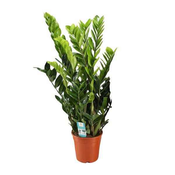 Image of Glücksfeder Zamioculcas Zamiifolia Zimmerpflanze Ø21cm ↕95cm – pflegeleichte Grünpflanze für Wohnzimmer, Büro & helle Standorte kaufen