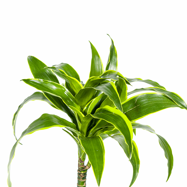 Image of Dracaena deremensis ‘Dorado’ – Drachenbaum – Zimmerpflanze Ø19cm – 70–90cm hoch – Pflegeleichte Grünpflanze mit dunkelgrünen Blättern & gelbem Rand – Luftreinigend-1