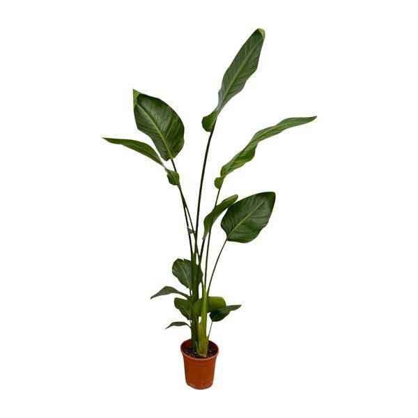Image of Strelitzia Nicolai – Baum-Strelitzie – 2 Pflanzen – Zimmerpflanzen ca. 130cm – ø17cm – Weißer Paradiesvogel – Tropische XL-Grünpflanzen für Wohnzimmer, Büro & Wintergarten-1