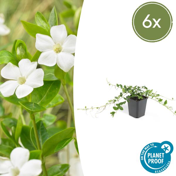 Image of Immergrün – Vinca minor 'Alba' – ↕10-25cm – Ø9cm – 6 Pflanzen – Bodendecker mit weißen Blüten – Pflegeleicht & sonnig/schattig-1